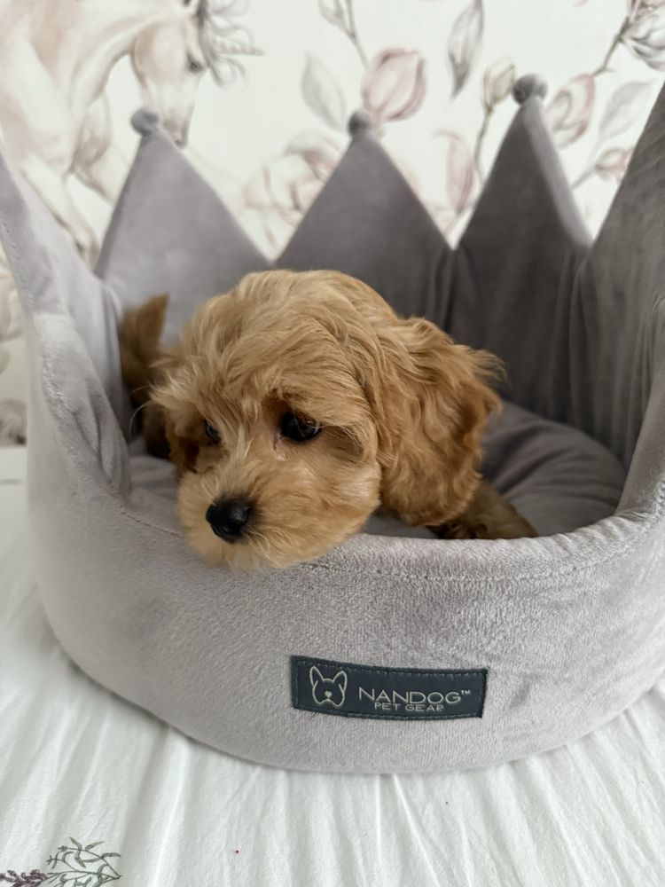 Piesek Maltipoo gotowy do odbioru z rodowodem
