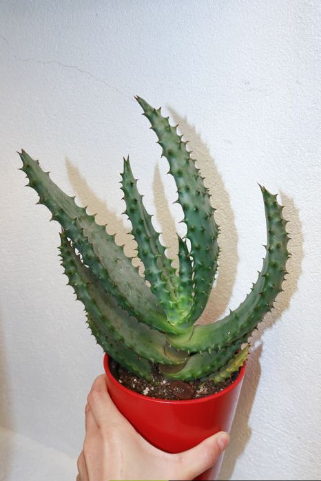 Vendo cactos e suculentas