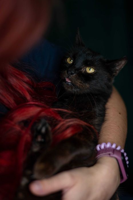 VESSEL kotka do adopcji