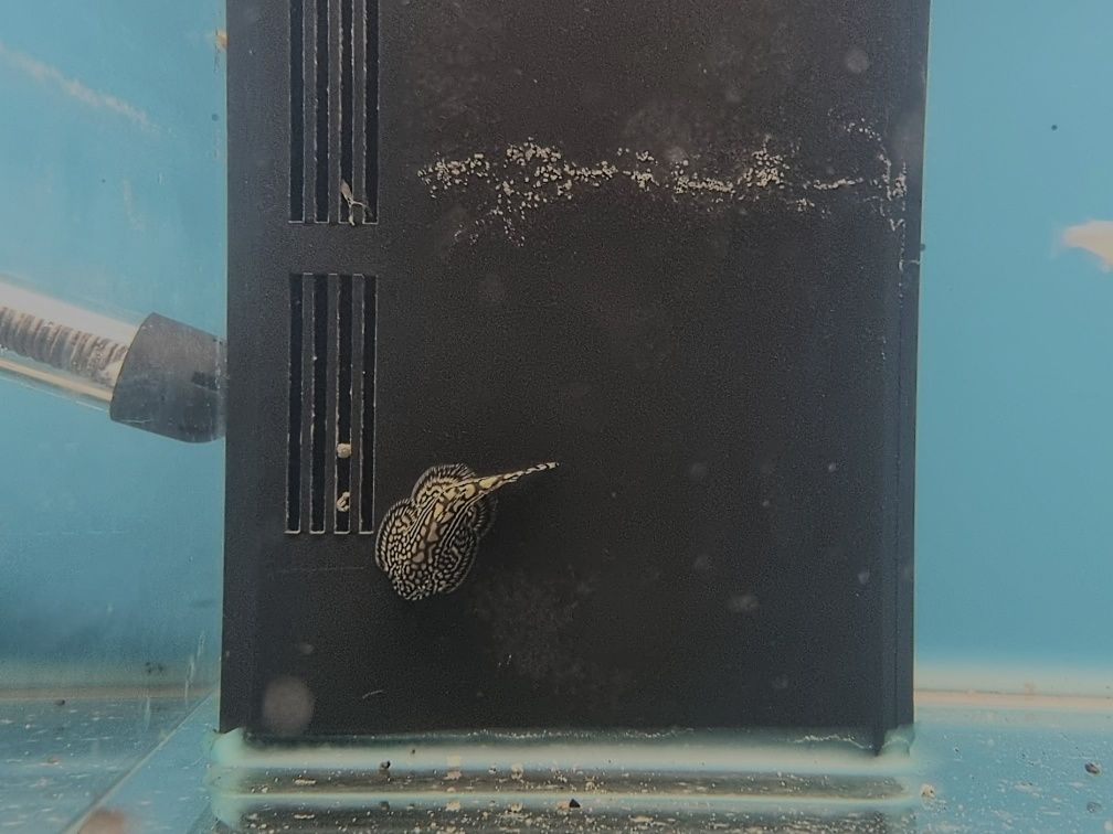 Przylga chińska cudaczek (sevellia lineolata) ryby akwariowe