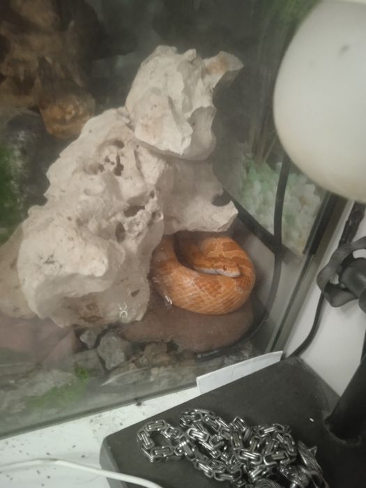 Wąż zbożowy półtora roczny