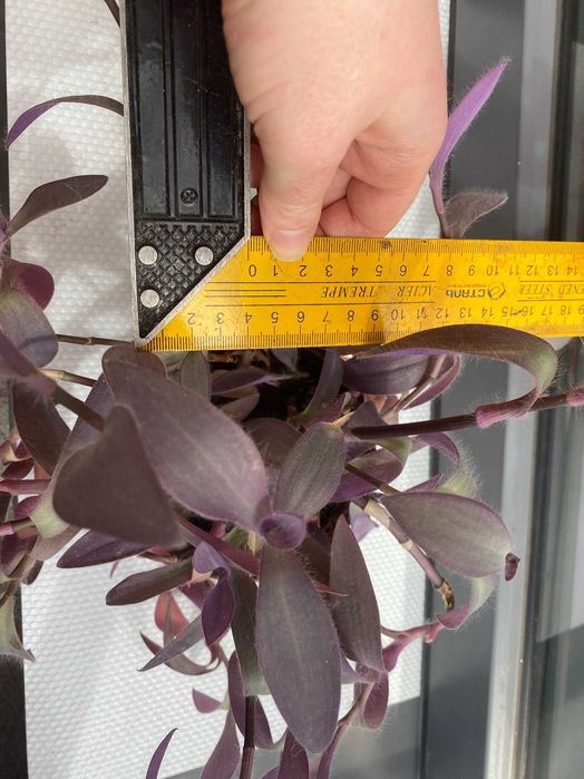 Tradescantia Pallida Purple queen, Wandering Dude, Purple Heart