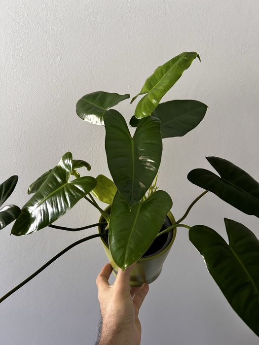 Philodendron Burle marx variegata