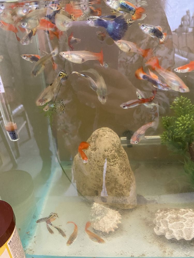 Peixes variados e aquarios