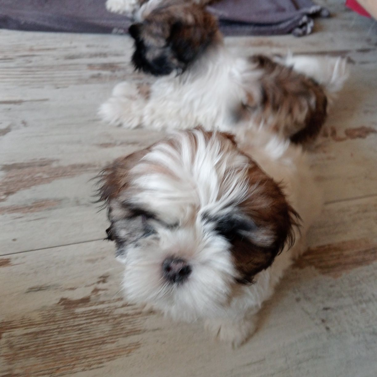 Shih tzu suczka tri-color