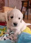 Golden Retriever ZKwP