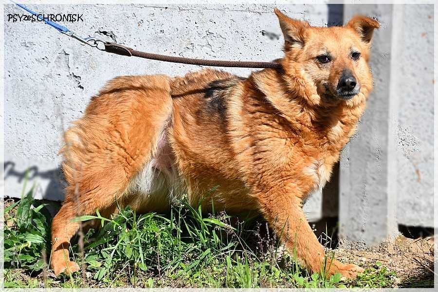 Ruta – mała suczka z wielkim bagażem doświadczeń