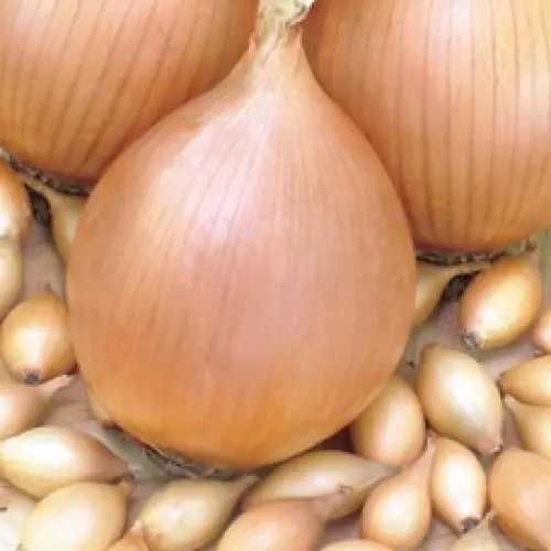 Цибуля саджанка Стурон ( Болеро) , фірми Broer, сітки по 20 кг.