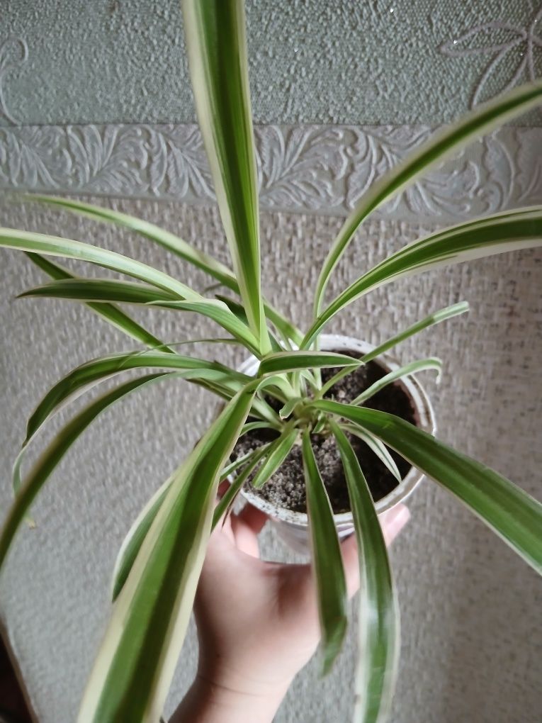 Вазон Хлорофітум (Chlorophytum)