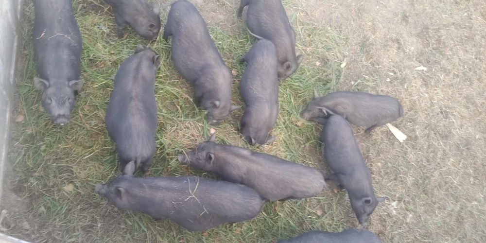 Продаються в'єтнамські свині різного віку та ваги, є кабани кастровані