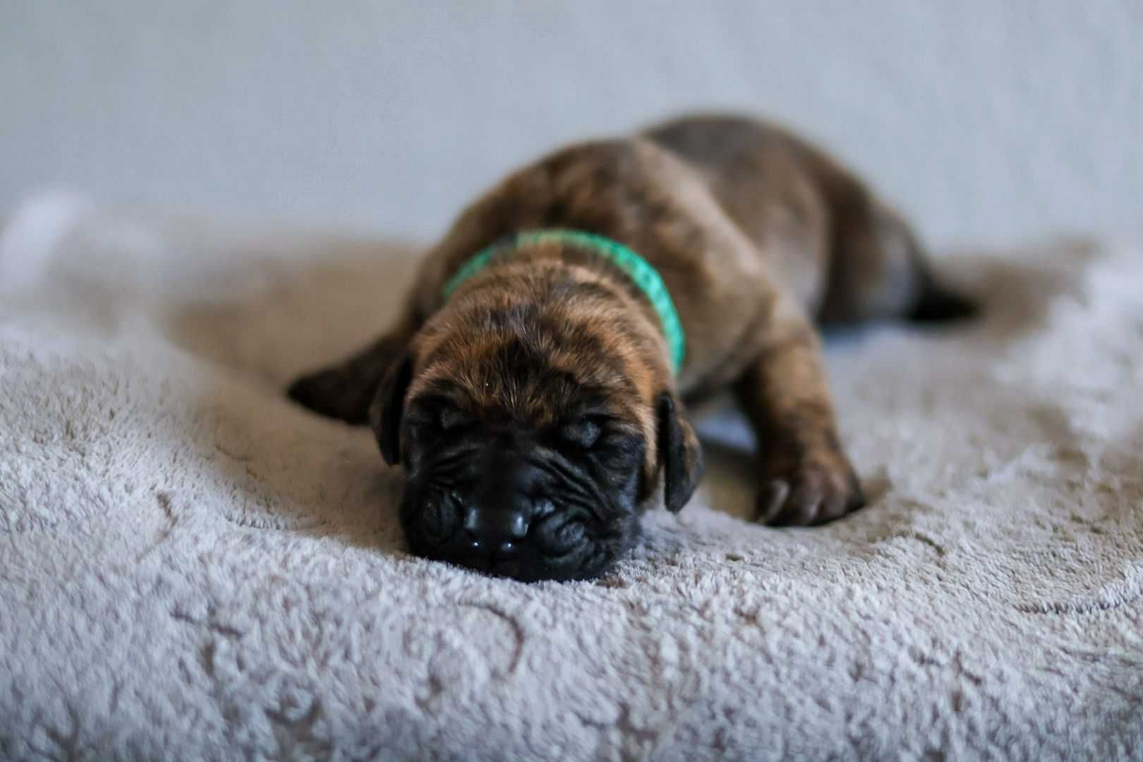 Dog niemiecki szczenię.