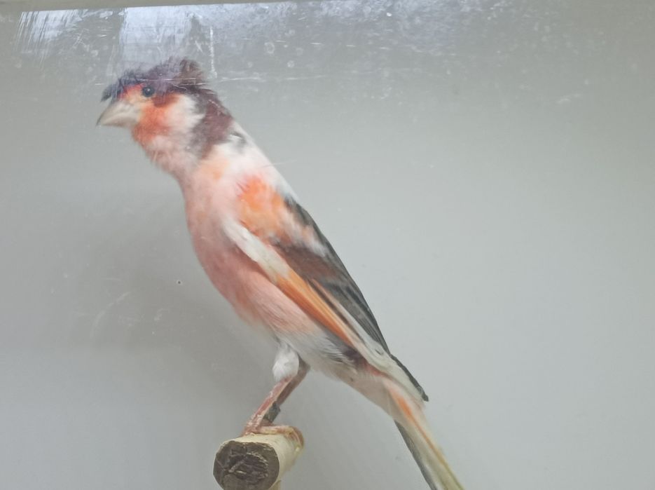 Arlequim Português  Machos