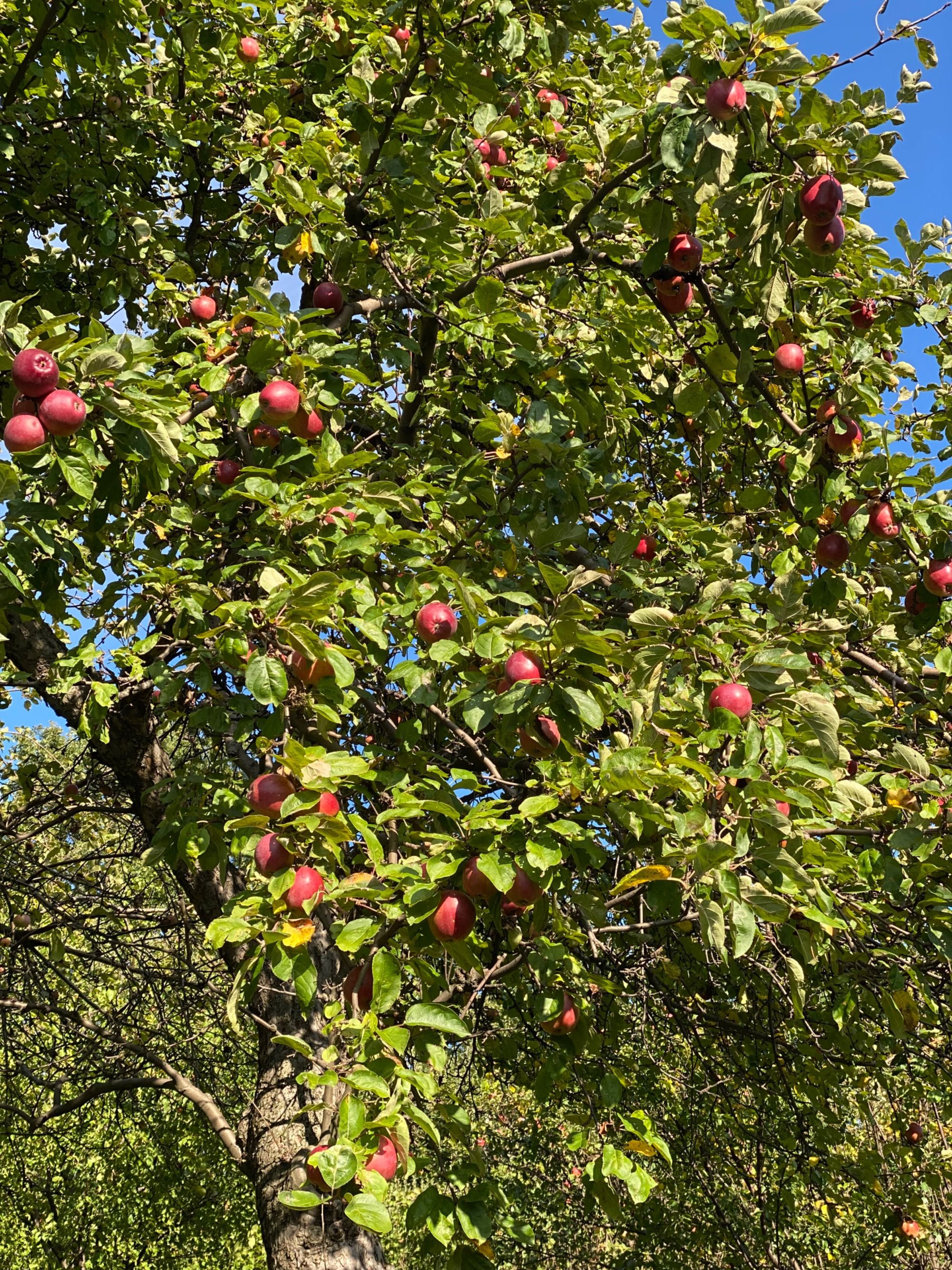 4x ocet jabłkowy z dawnych odmian eko żywy niefiltrowany 500ml