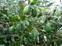 Fruto- Feijoa KG