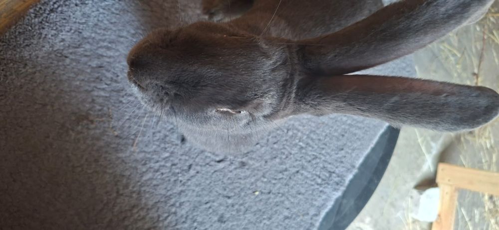 Samica OSN pełnobarwna