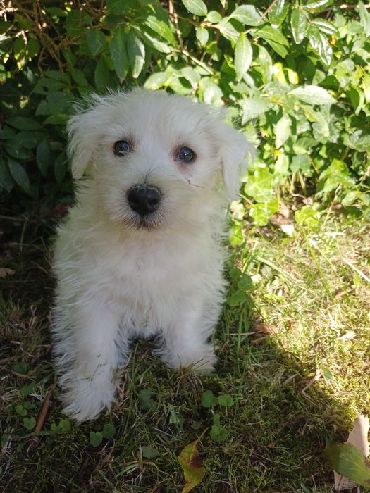 West highland white terrier