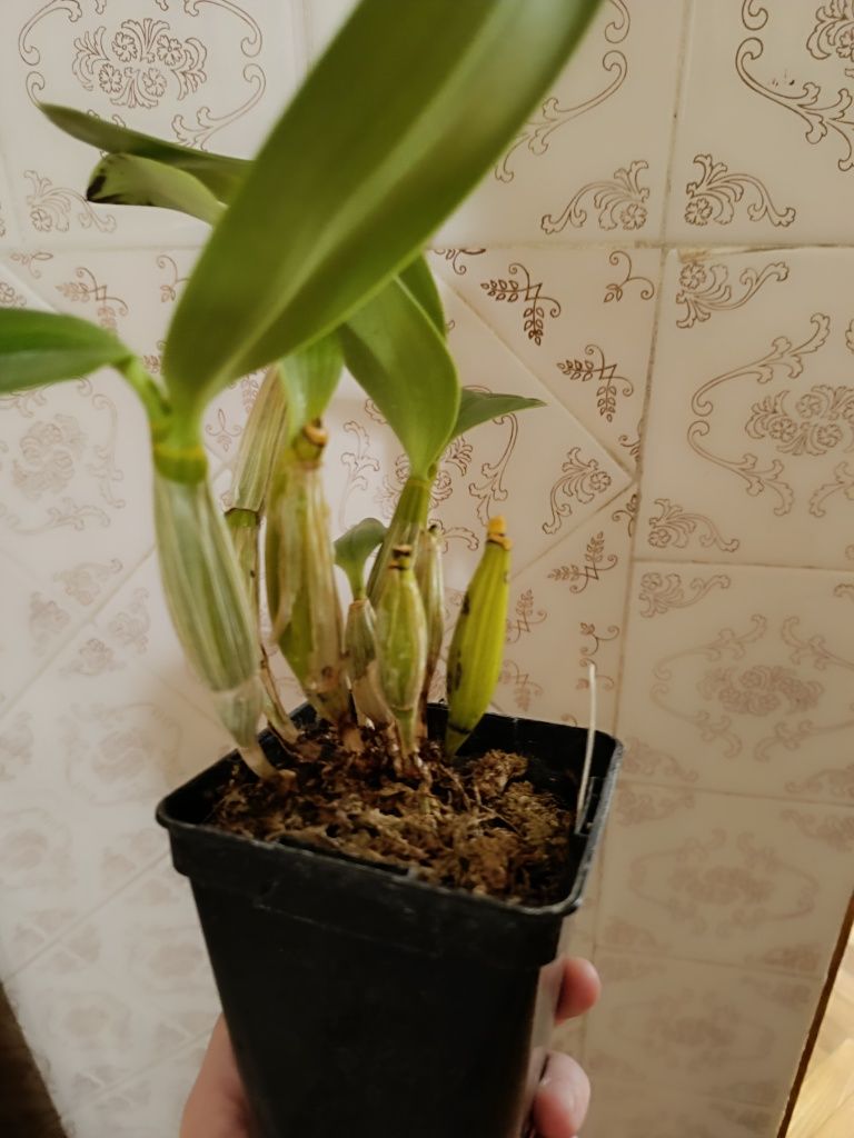 Орхидея дендробиум Den. spectabile.