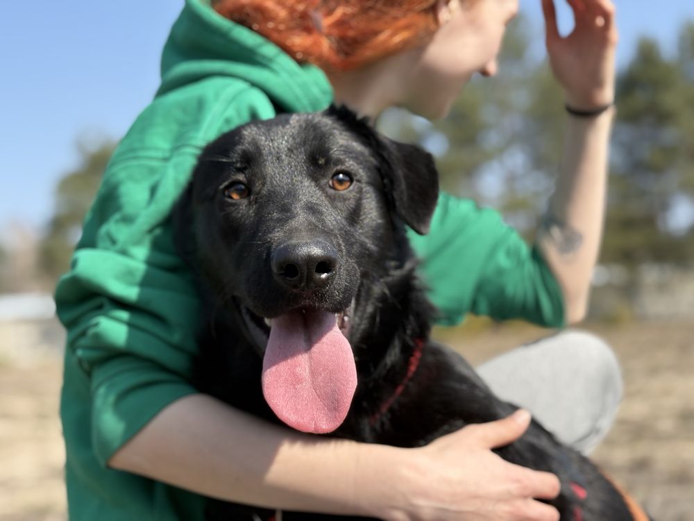 Loca w typie labradora szuka domu!