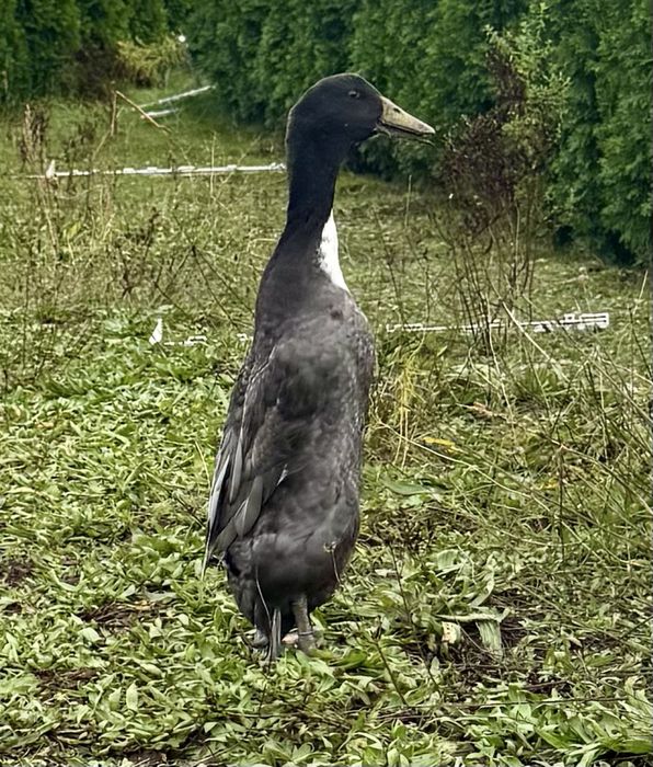 Młode kaczory birgusa