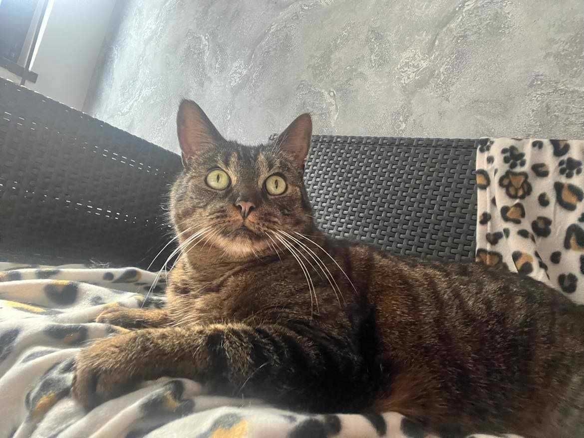 Cudowny przychlast Gucio szuka domu.