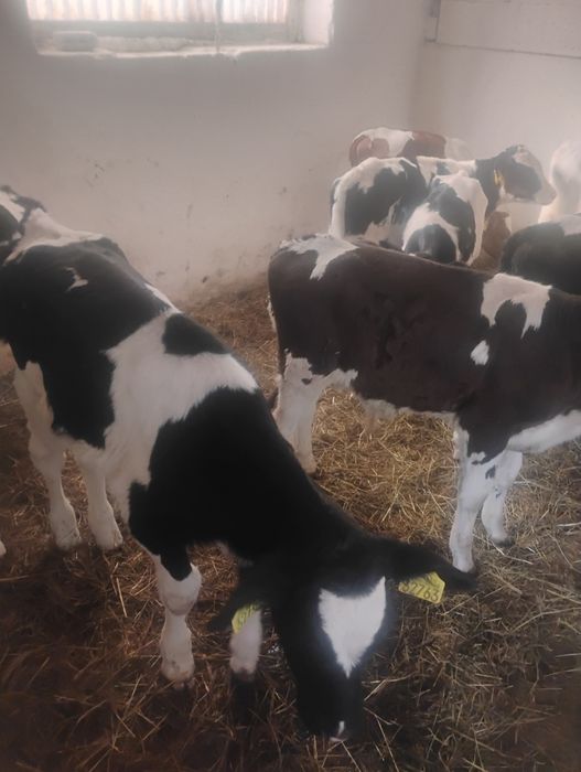 Byczki podchowane 9 sztuk