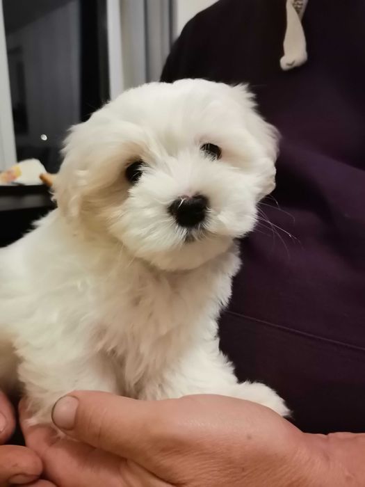 Śliczny piesek, maltańczyk