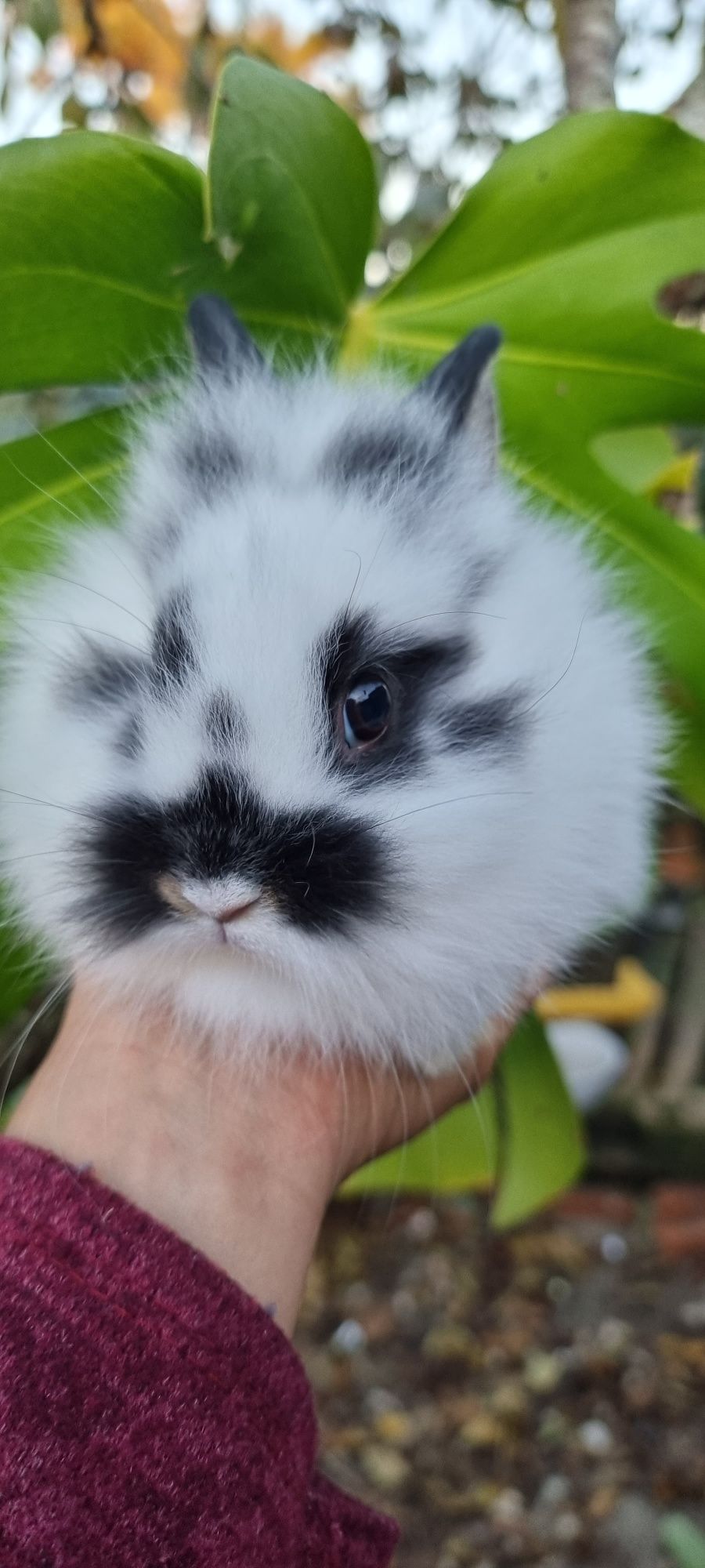 Coelhos anões vacinados várias raças