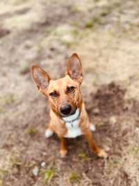 Paco w typie Basenji do adopcji