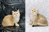 Котёнок в драгоценном окрасе-золотистый тикинг, затушеванный и шейл.