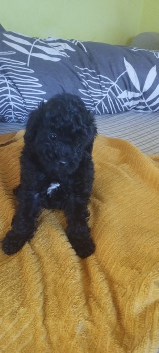 Pudelek toy wyjątkowy