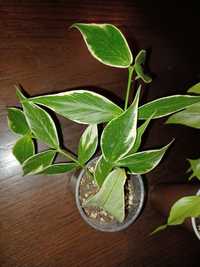 Hoja polyneura variegata alba