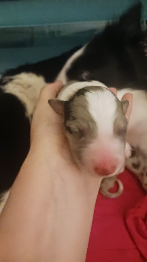 Border Collie com Pedigree