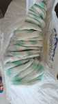 Fraldas e calcinhas XL