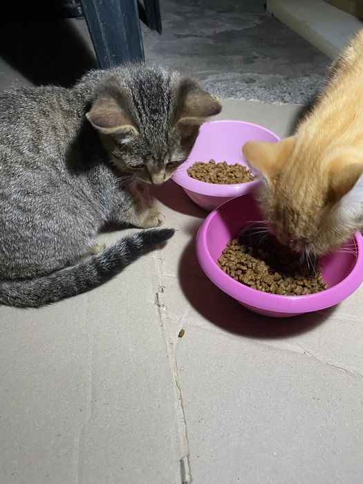 Допоможіть знайти сімʼю,викинули нелюди в такий холод