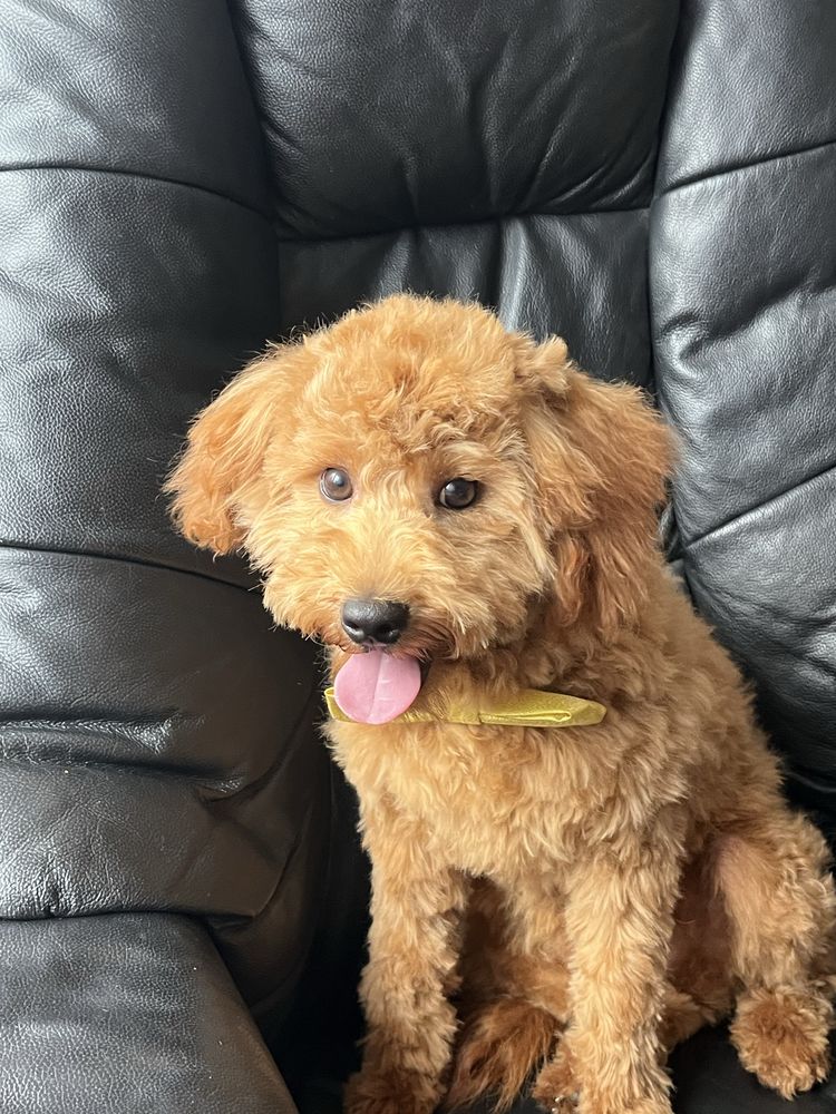 Cavapoo czerwony piesek do odbioru