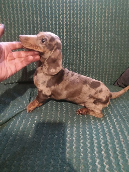 Jamnik krótkowłosy choco merle(suczka)