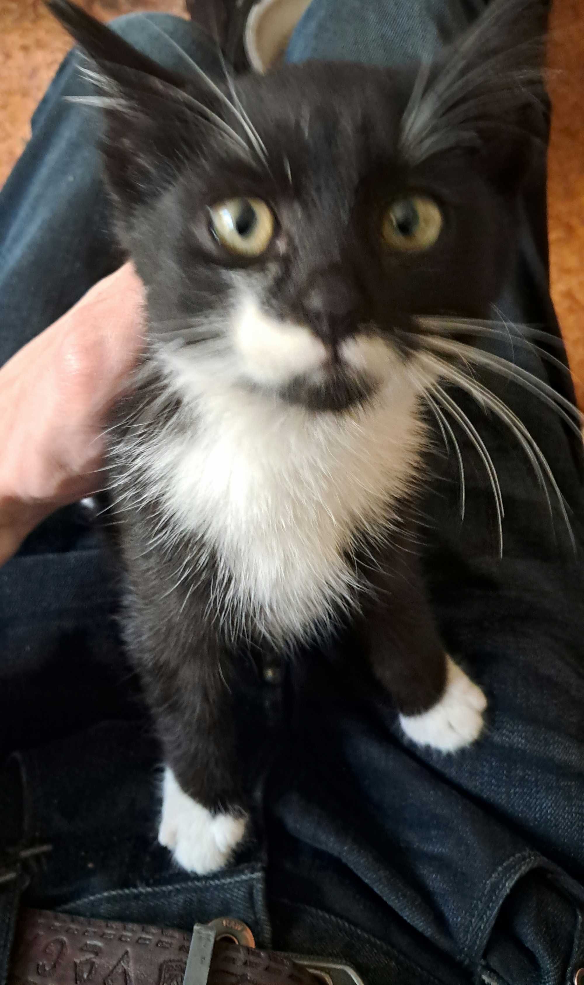 Котик, 4 місяці.
