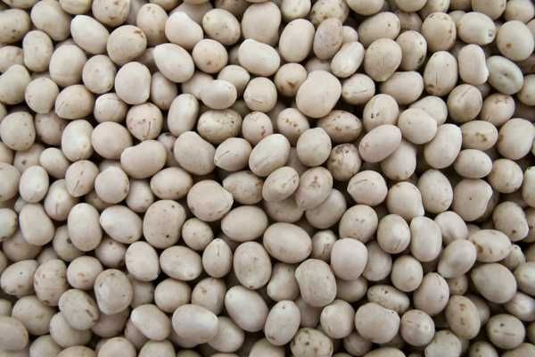 Łubin słodki biały Tango