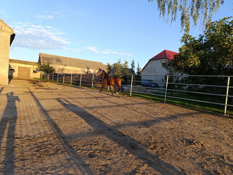 Ogierek po BLITZ AL Z