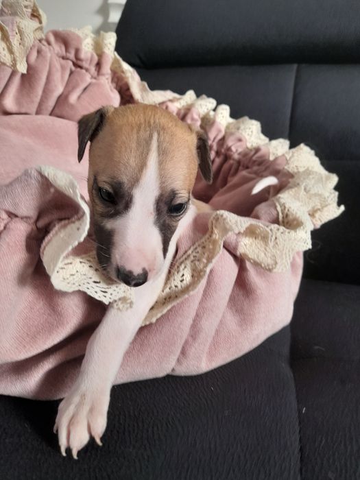 Chart Angielski Whippet FCI Suczka płowo-biała