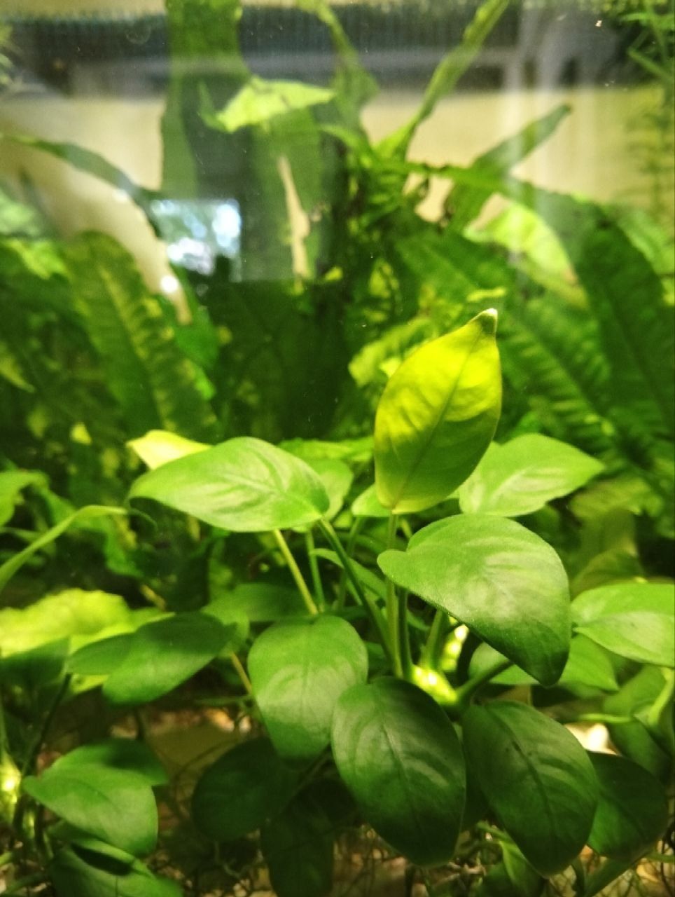 Plantas aquario ceratophyllum e outras