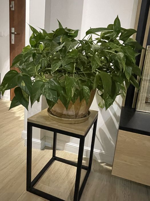 Epipremnum złociste – duża, gęsta roślina z donicą