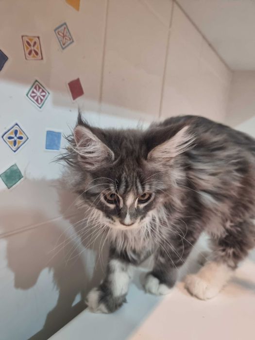 gato maine coon com lop