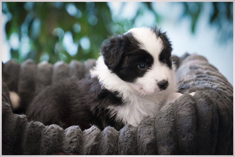 Border Collie ZKwP FCI