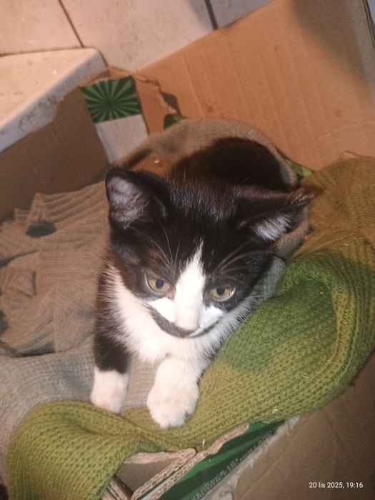 Trzy kicie szukają domu