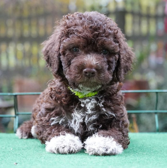 Lagotto Romagnolo brązowy piesek ZKwP/FCI