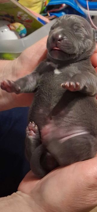 Blue American Staffordshire Terrier Amstaff szczenieta