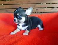 Śliczna suczka chihuahua