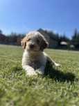 Samiec Lagotto Romagnolo Capri ZKwP/ FCI