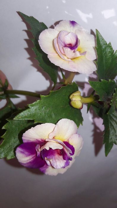 Ахіменес ахименес махровый яркий с бутонами